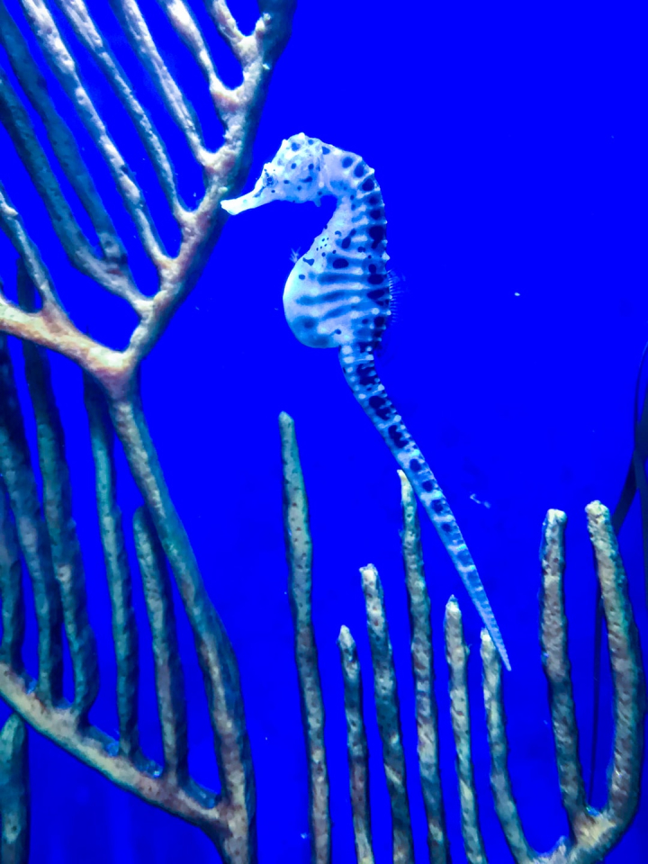 Sea Horse Wallpapers