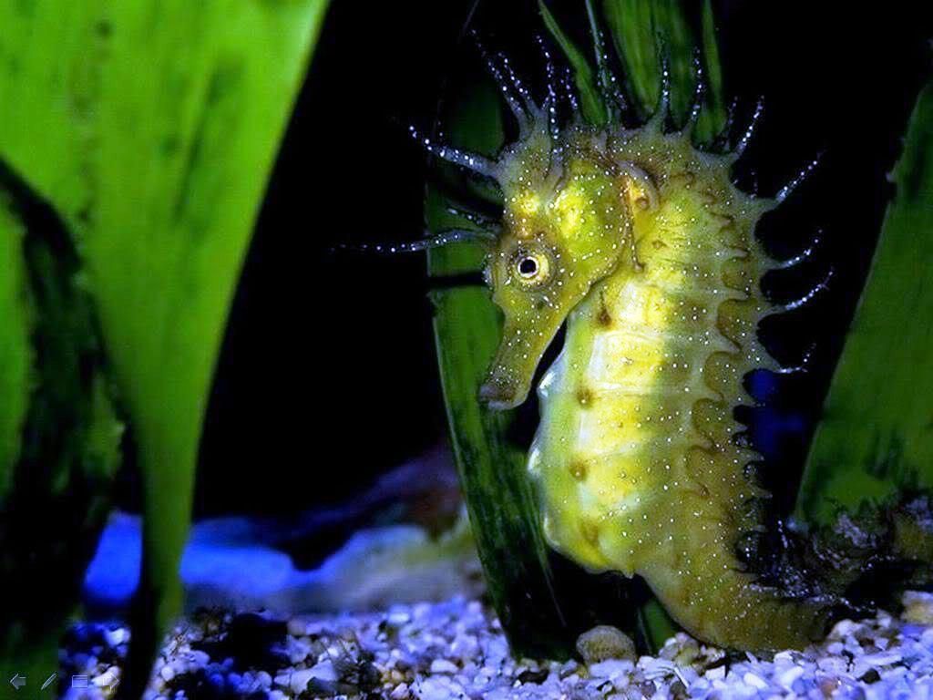 Sea Horse Wallpapers