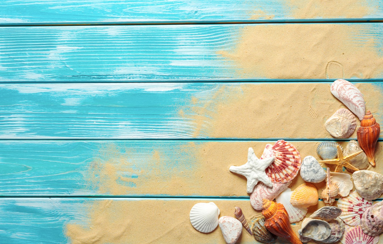 Sea Shell Wallpapers