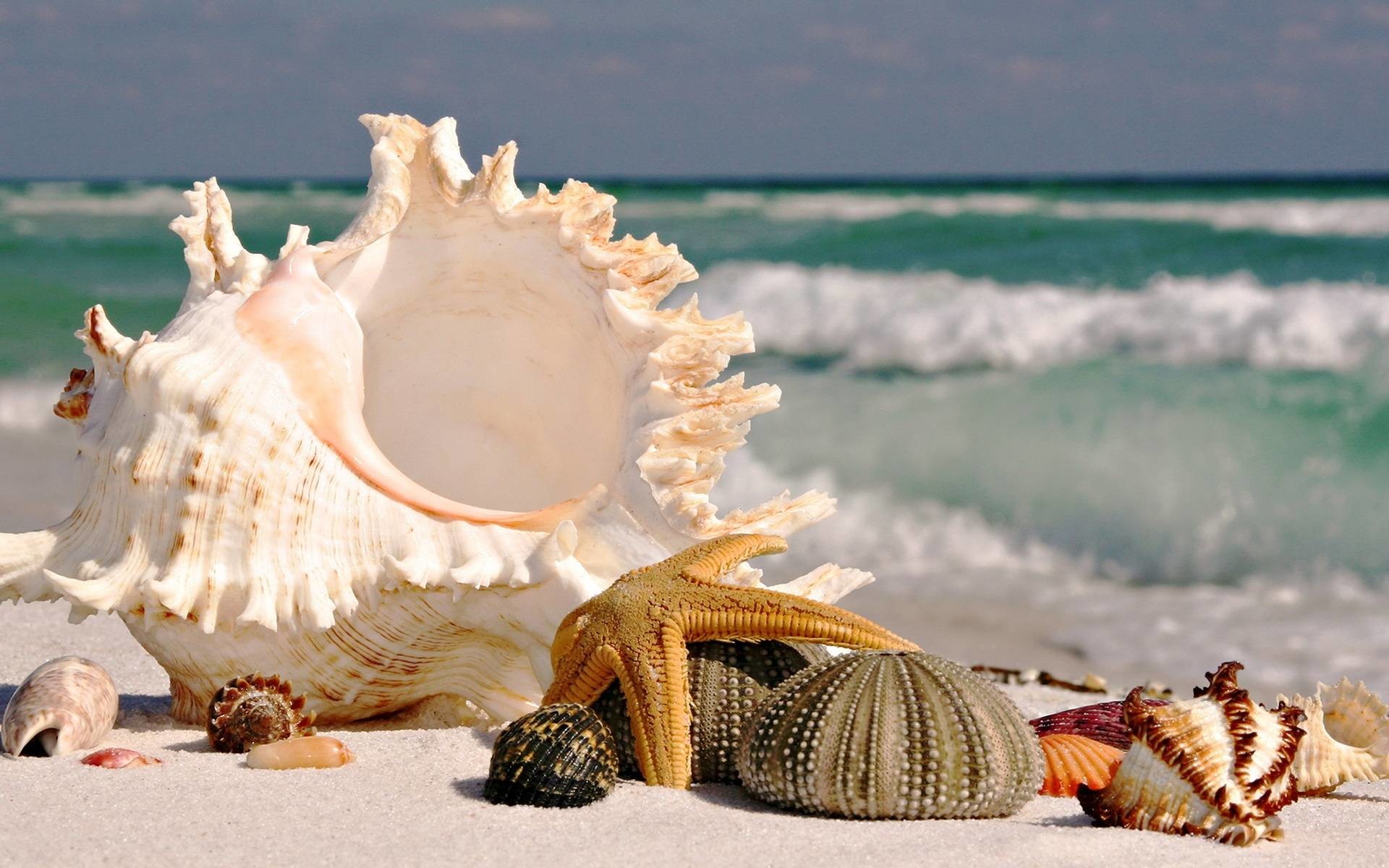 Sea Shell Wallpapers