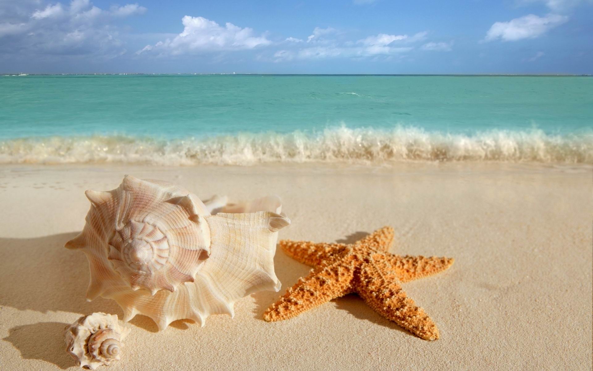 Sea Shell Wallpapers