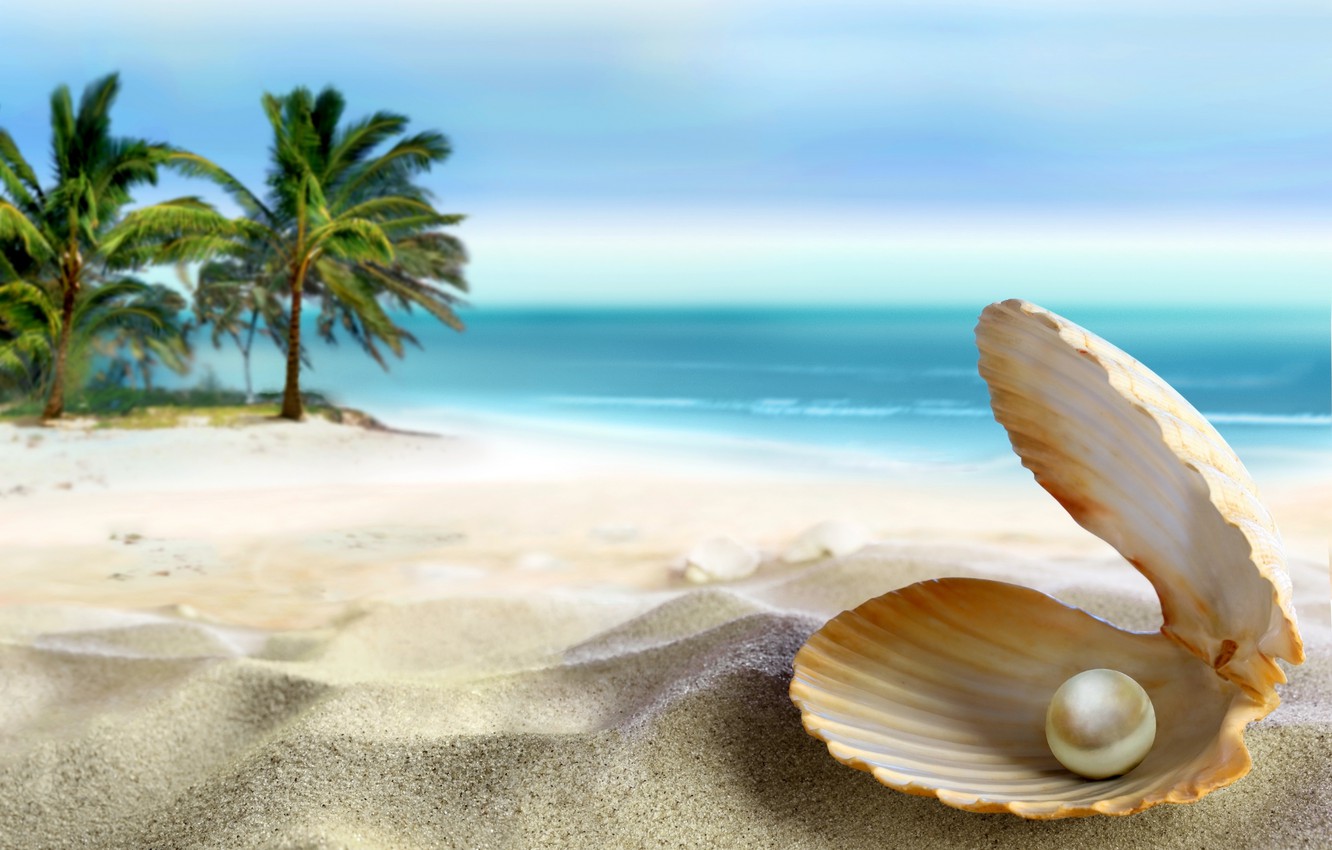 Sea Shell Wallpapers