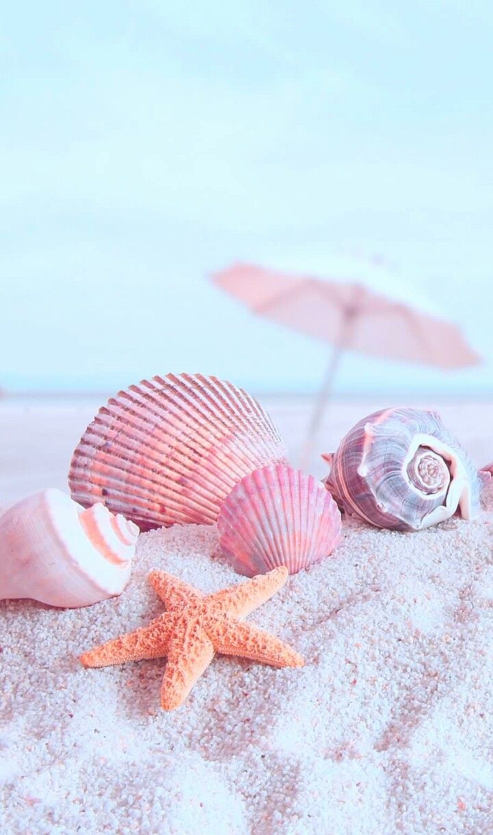 Sea Shell Wallpapers