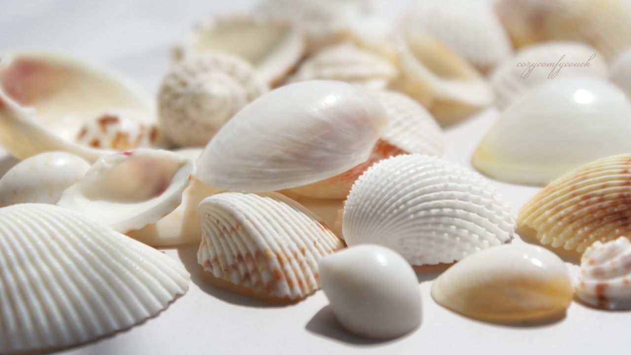 Sea Shell Wallpapers