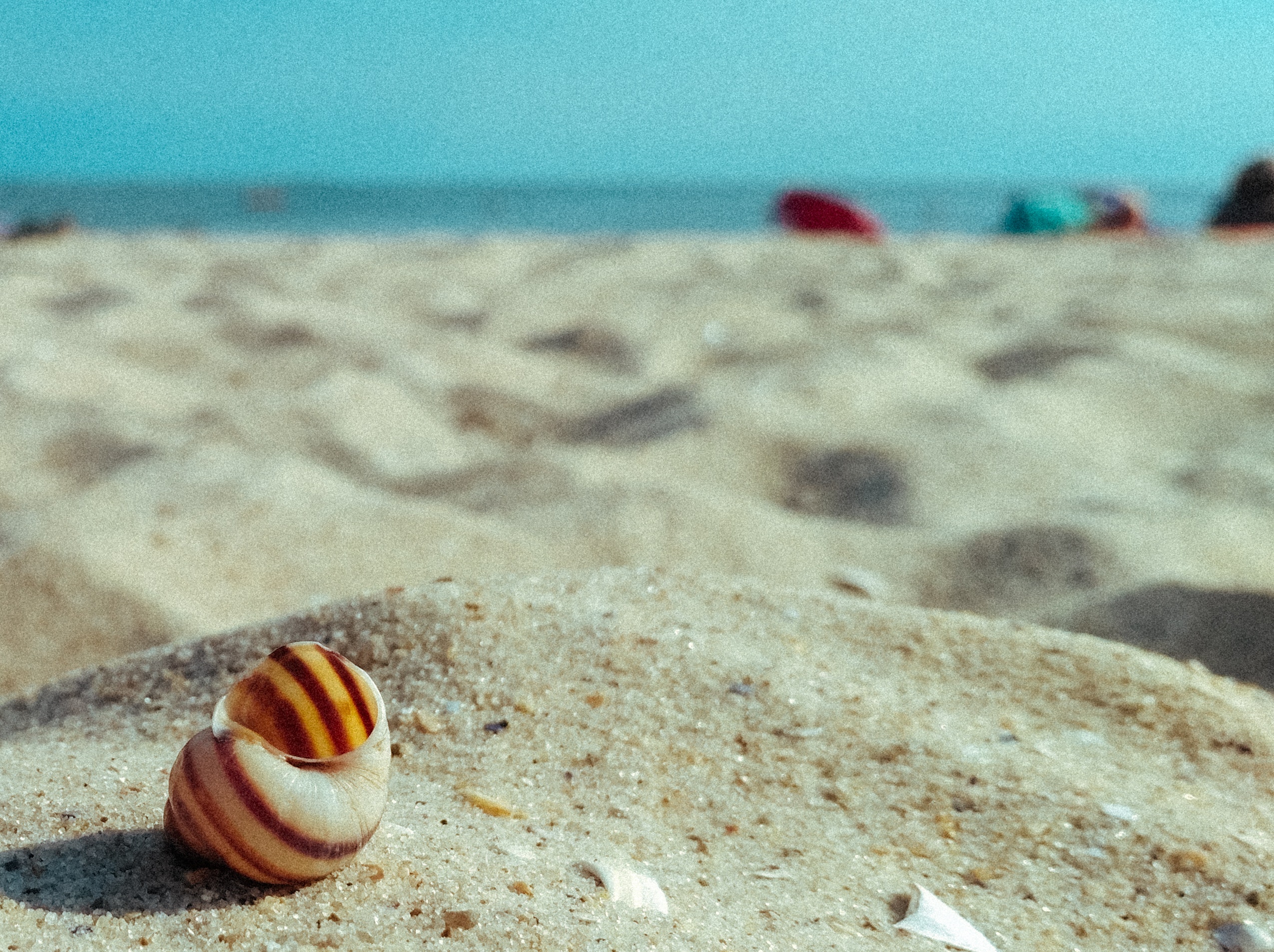 Sea Shell Wallpapers