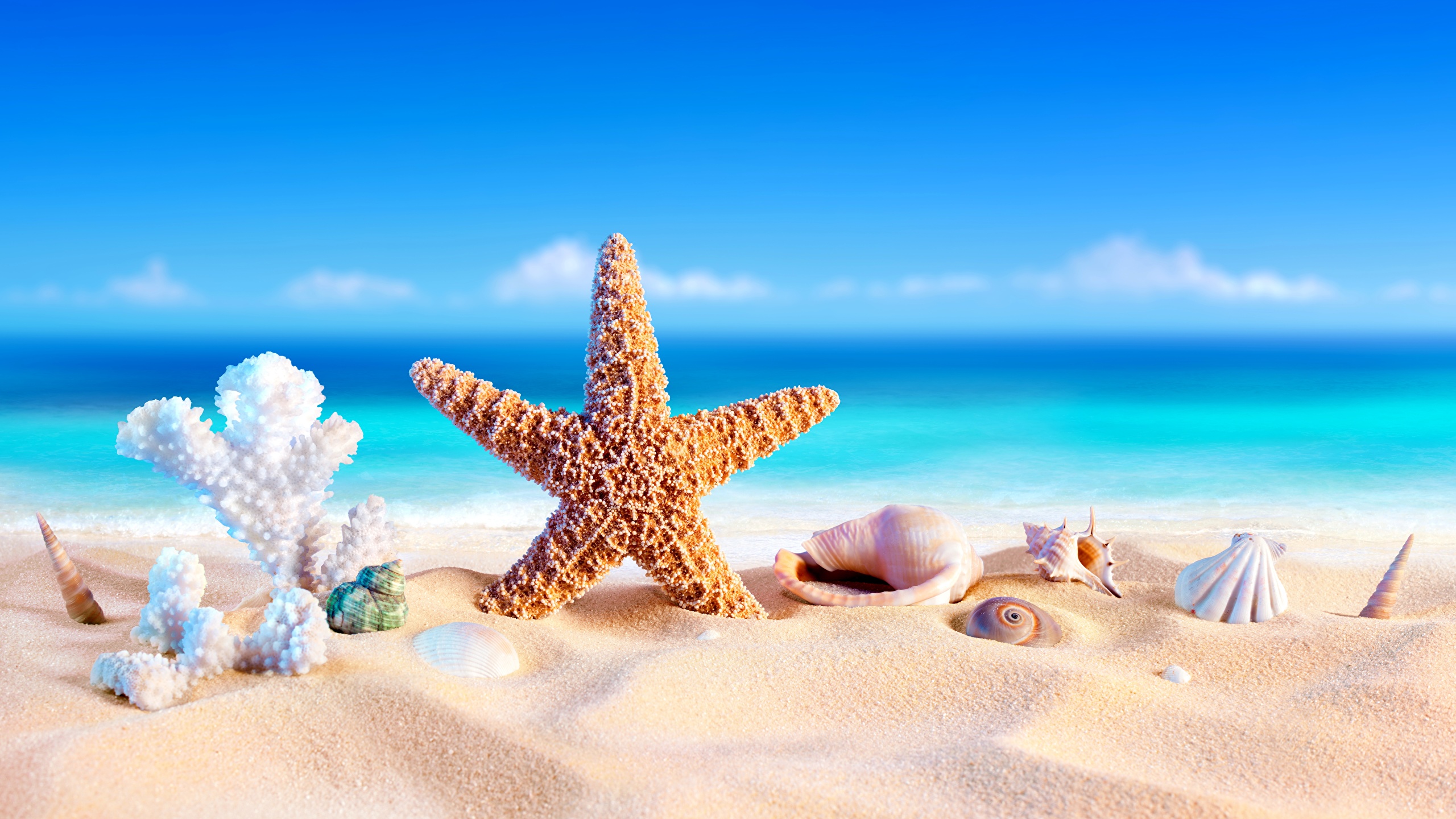 Sea Star Wallpapers