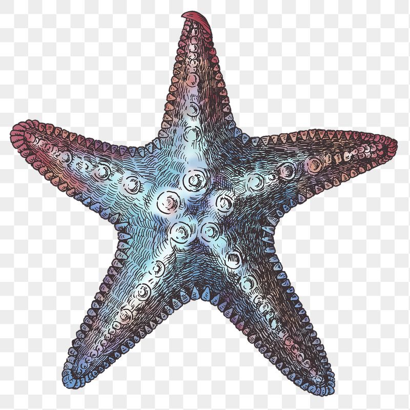 Sea Star Wallpapers