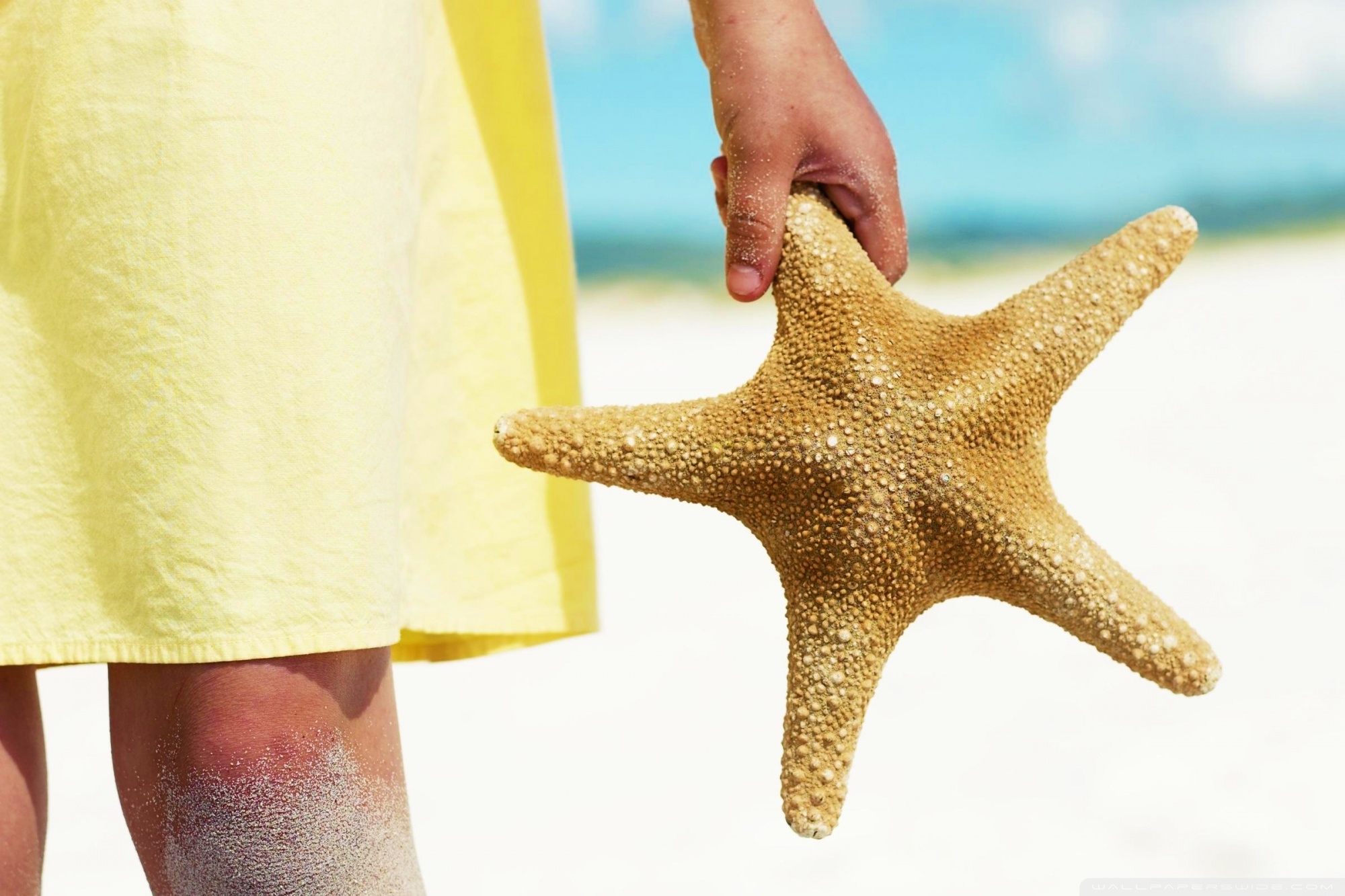 Sea Star Wallpapers