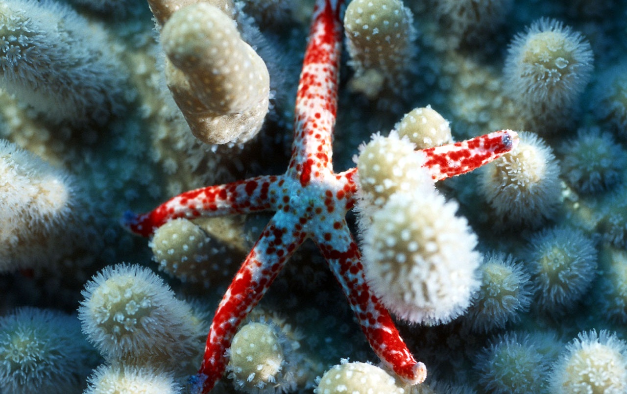 Sea Star Wallpapers