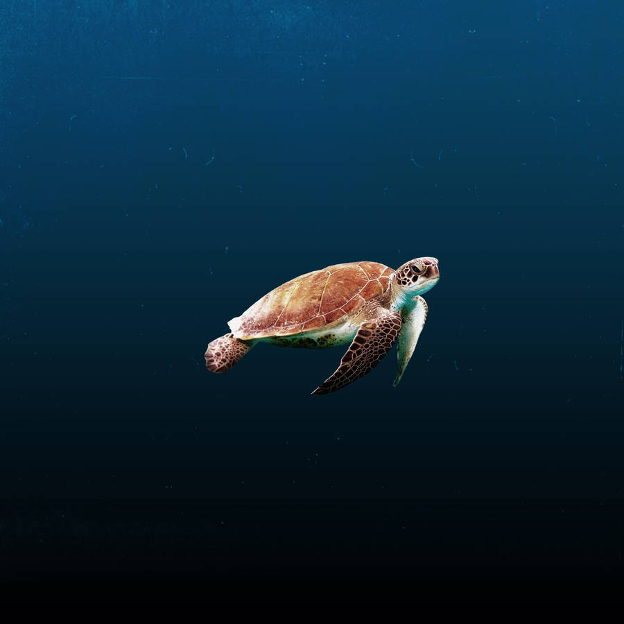 Sea Turtle Phone Wallpapers