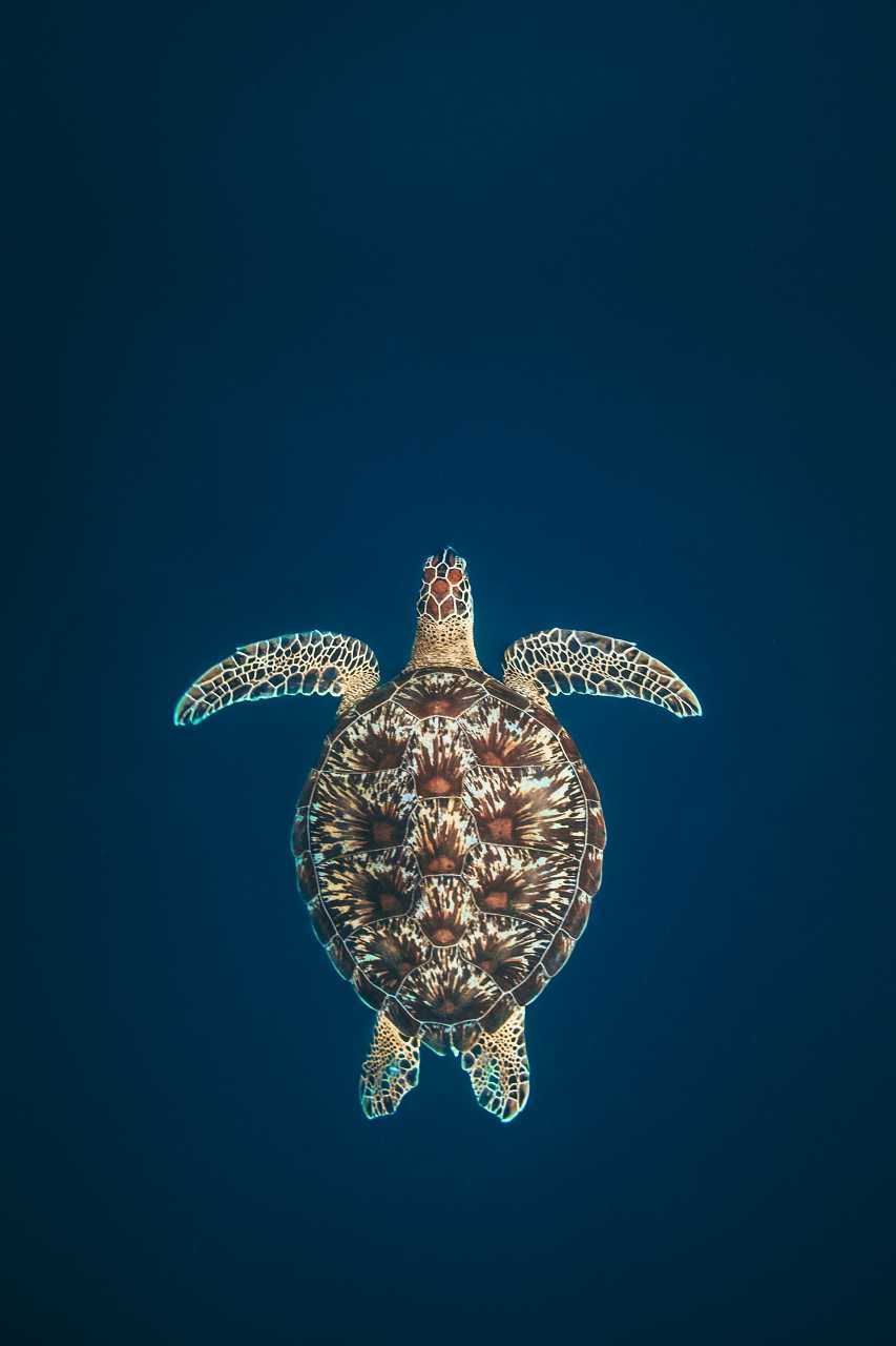 Sea Turtle Phone Wallpapers