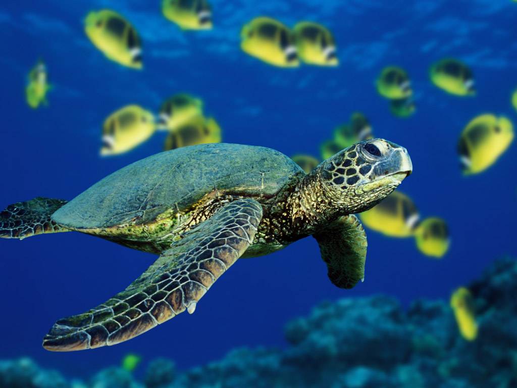 Sea Turtle Wallpapers