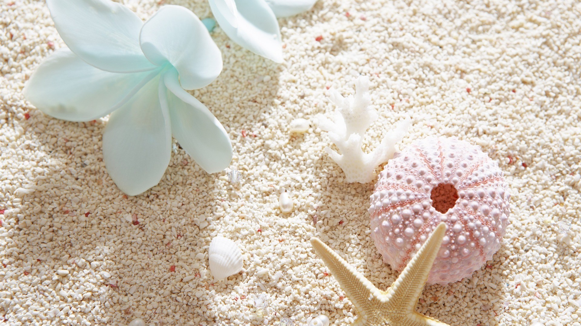 Seashell Wallpapers