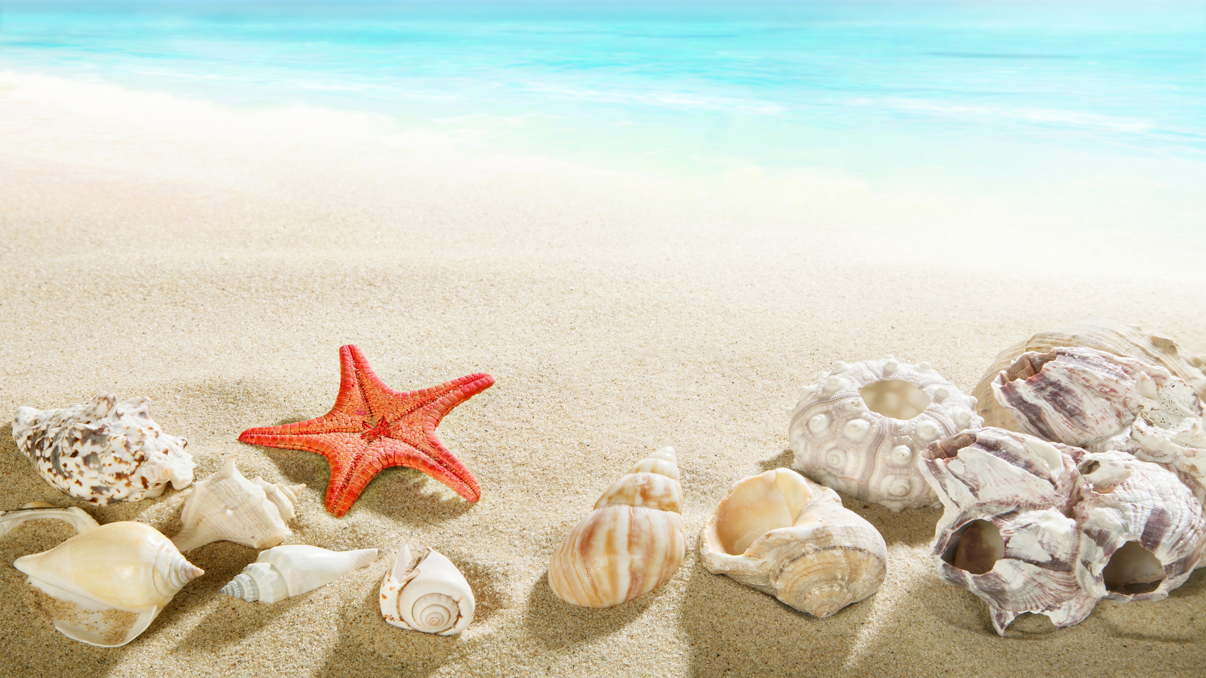 Seashell Wallpapers