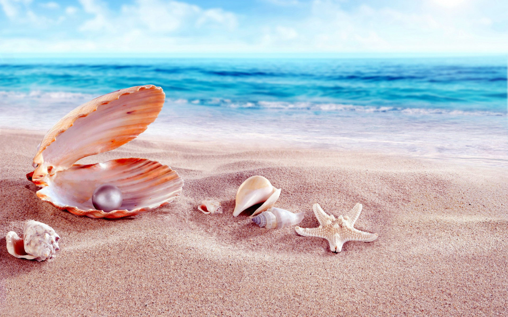 Seashell Wallpapers