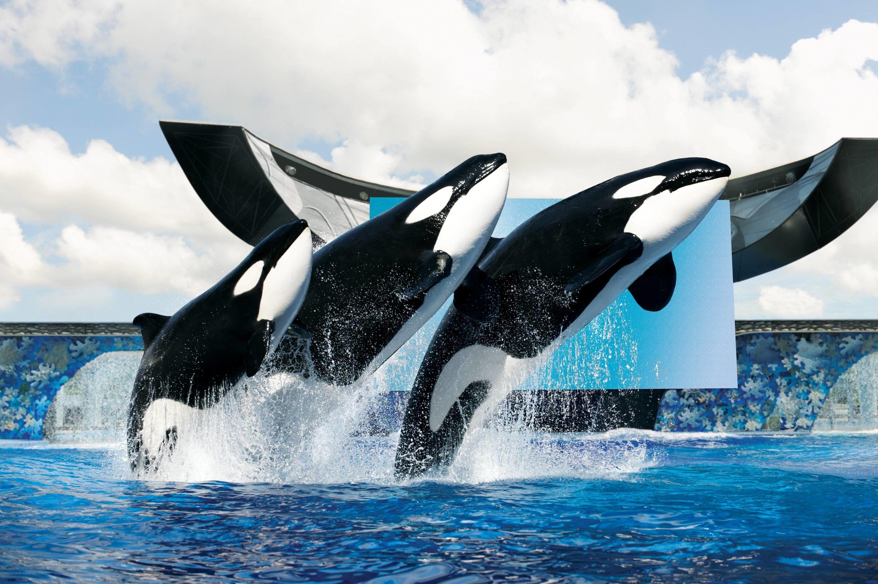 Seaworld Wallpapers