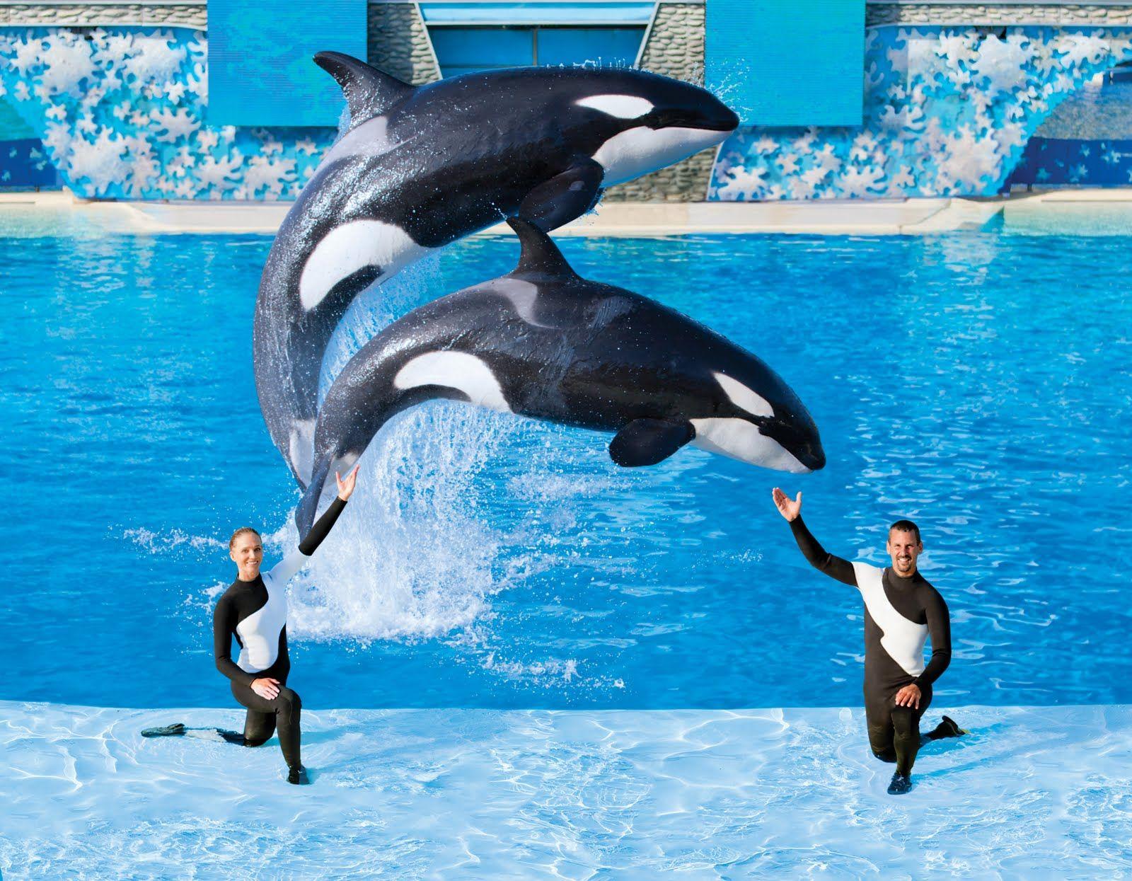 Seaworld Wallpapers