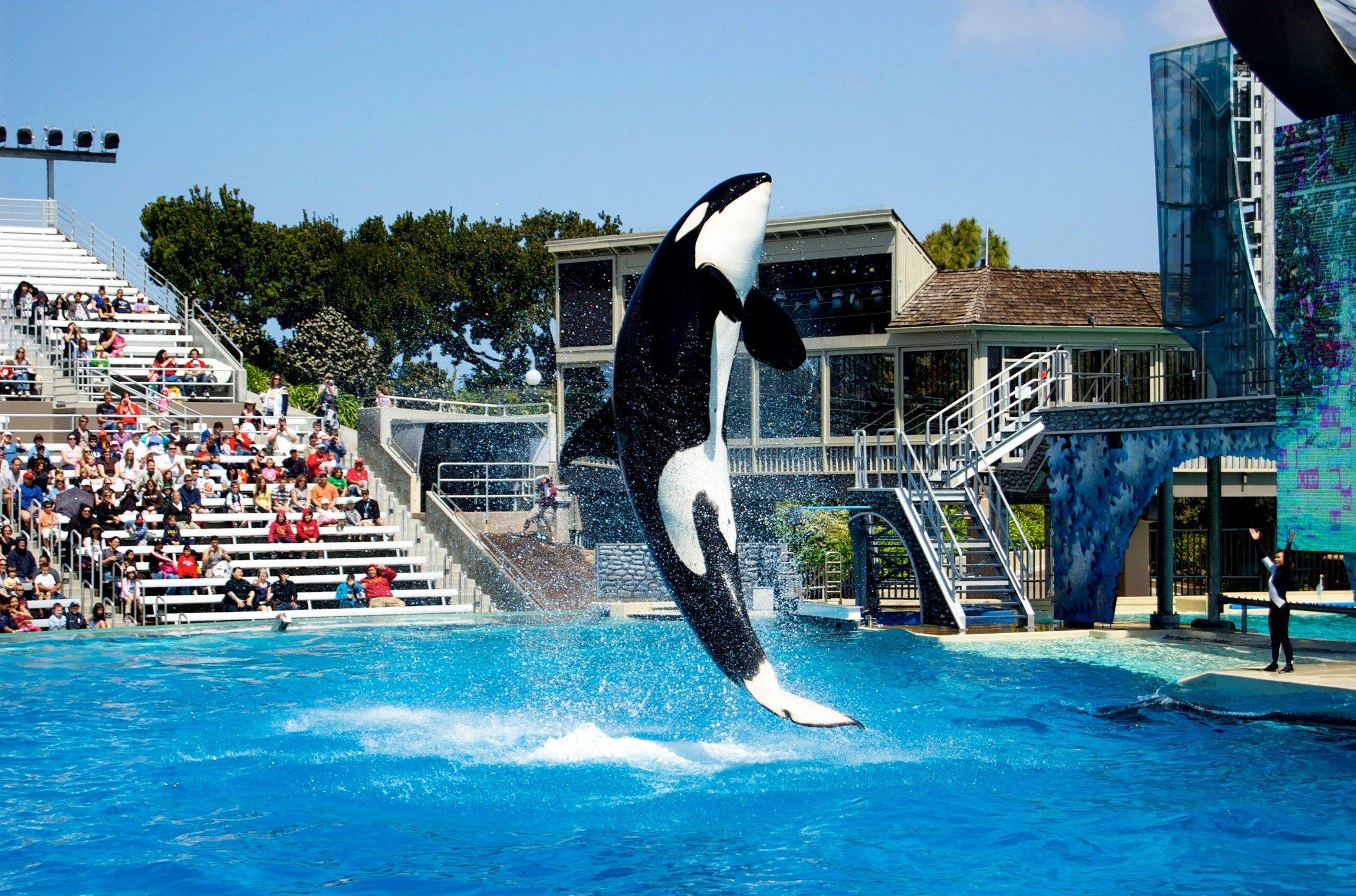 Seaworld Wallpapers