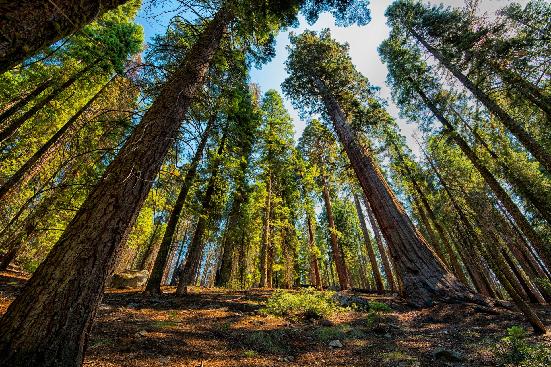 Sequoia Wallpapers