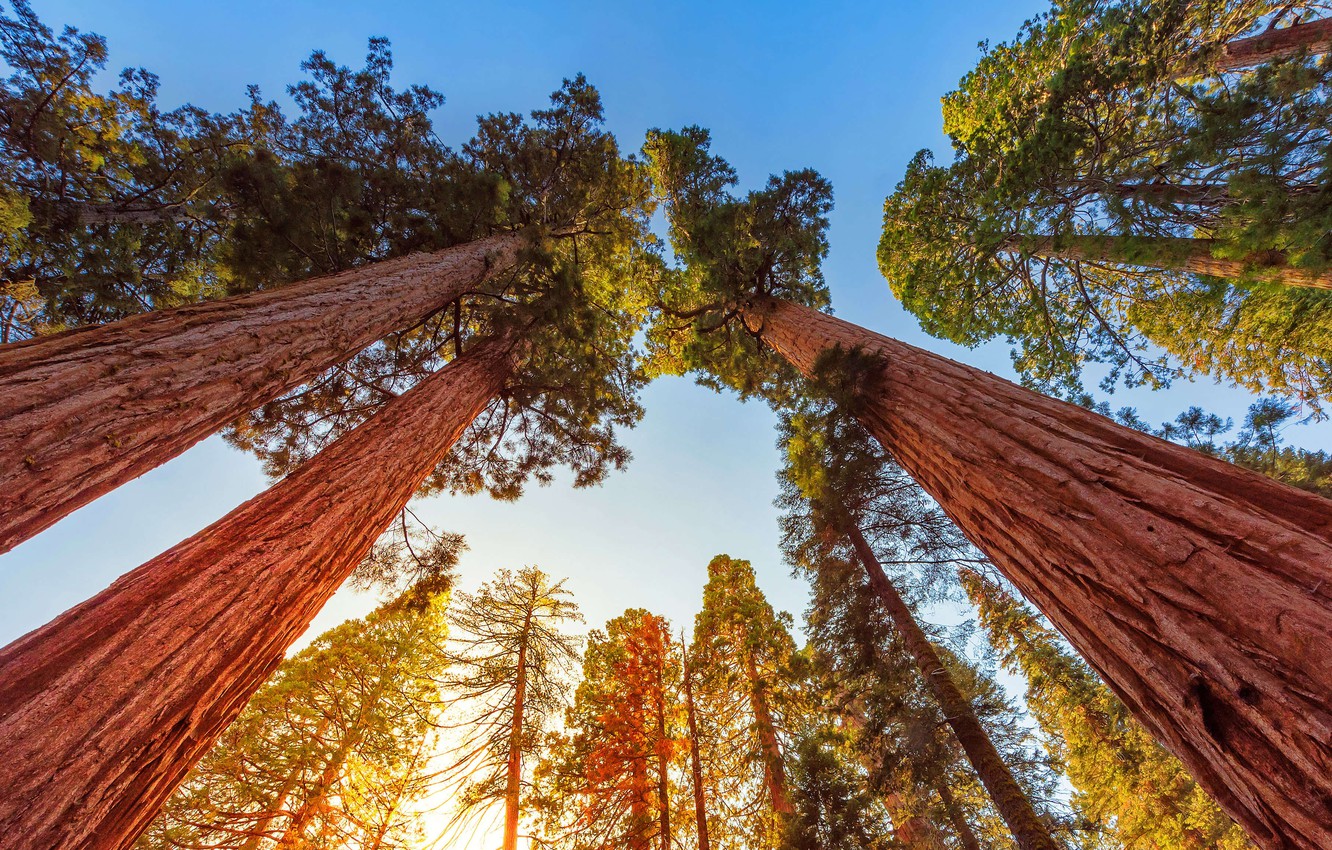 Sequoia Wallpapers