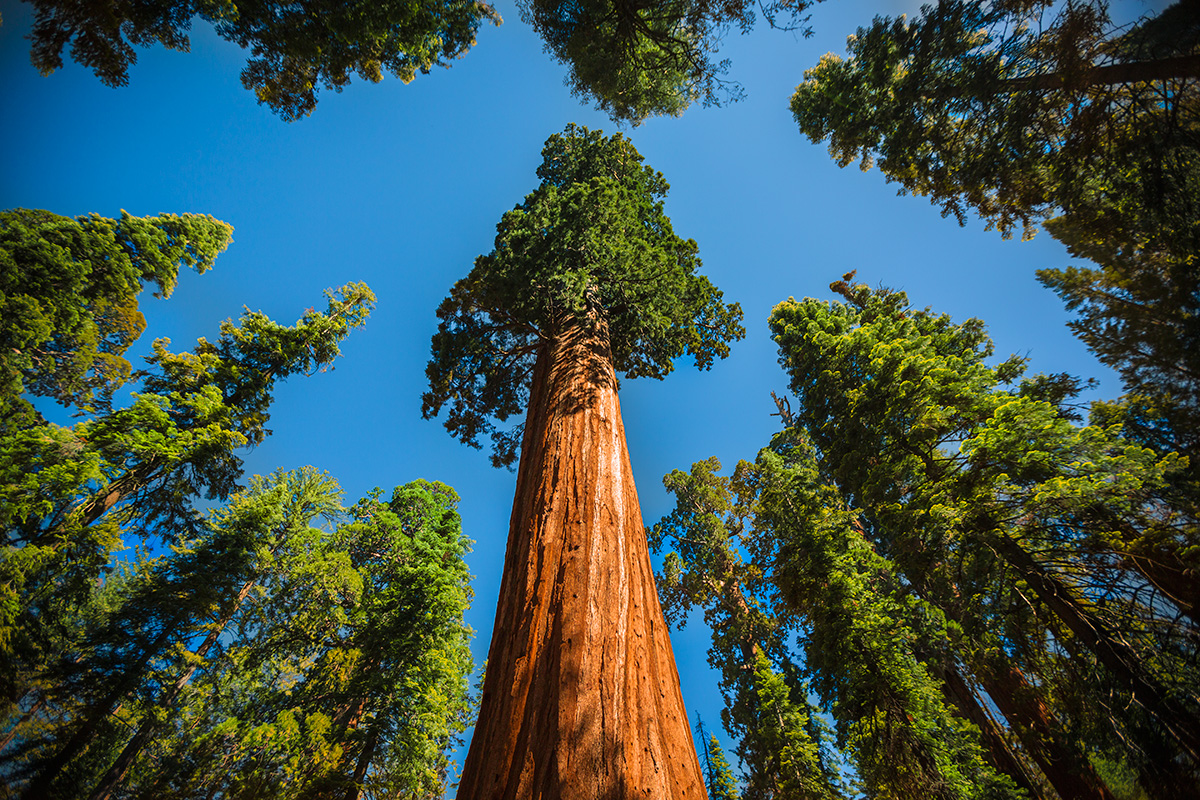 Sequoia Wallpapers