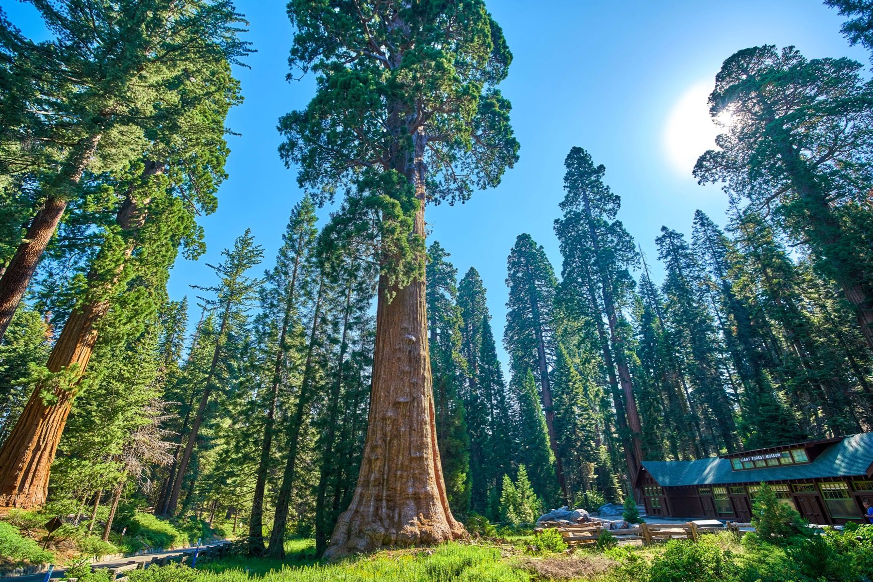 Sequoia Wallpapers