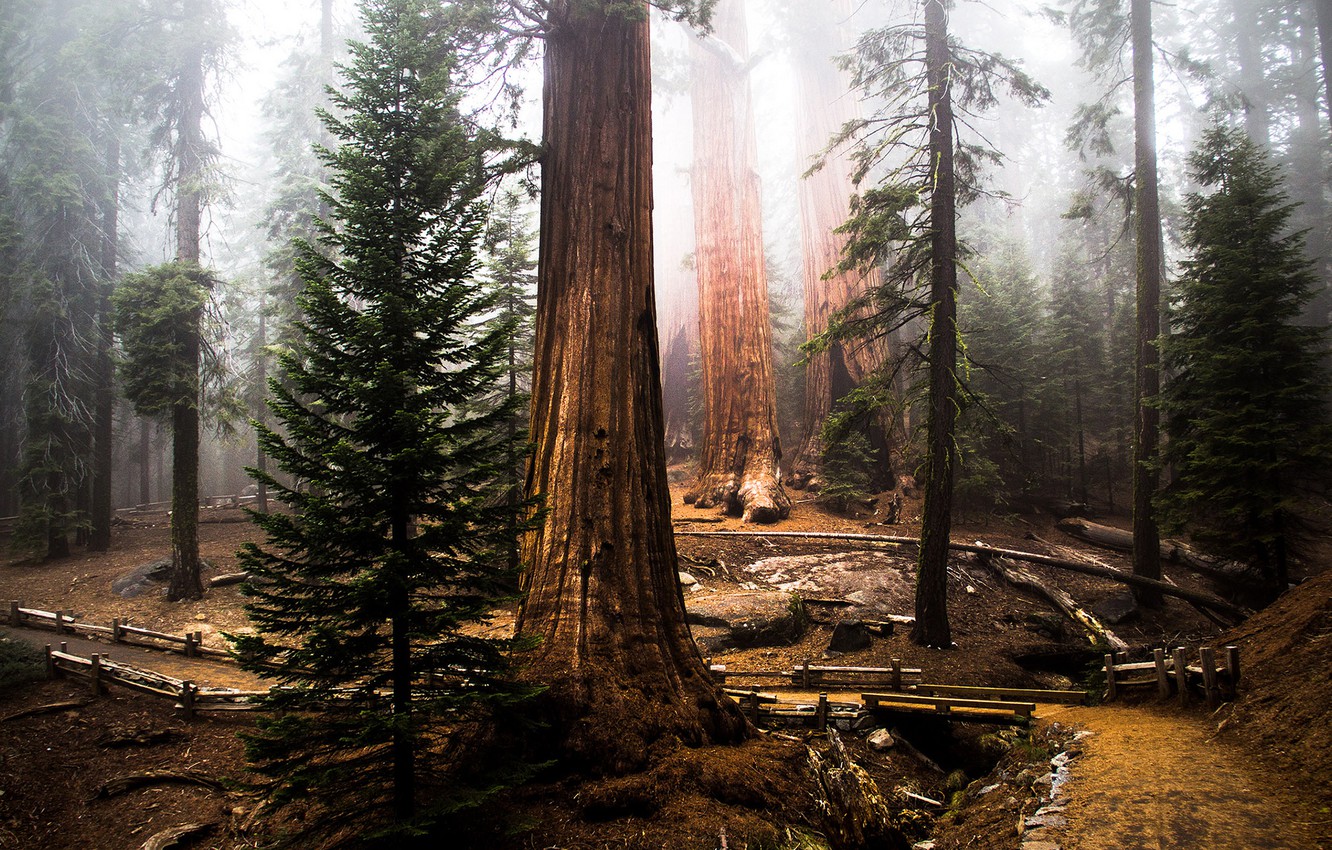 Sequoia Wallpapers