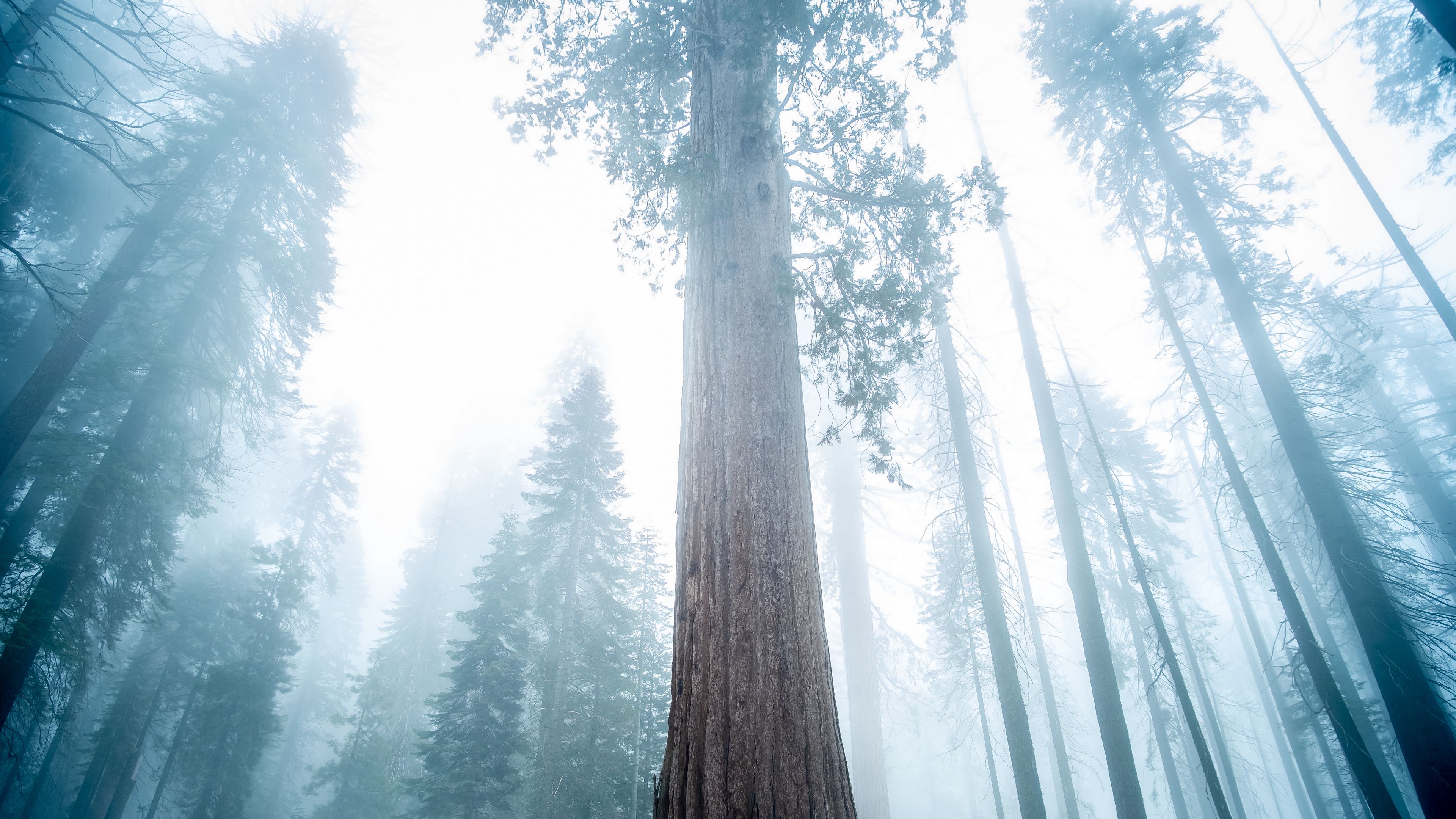 Sequoia Wallpapers