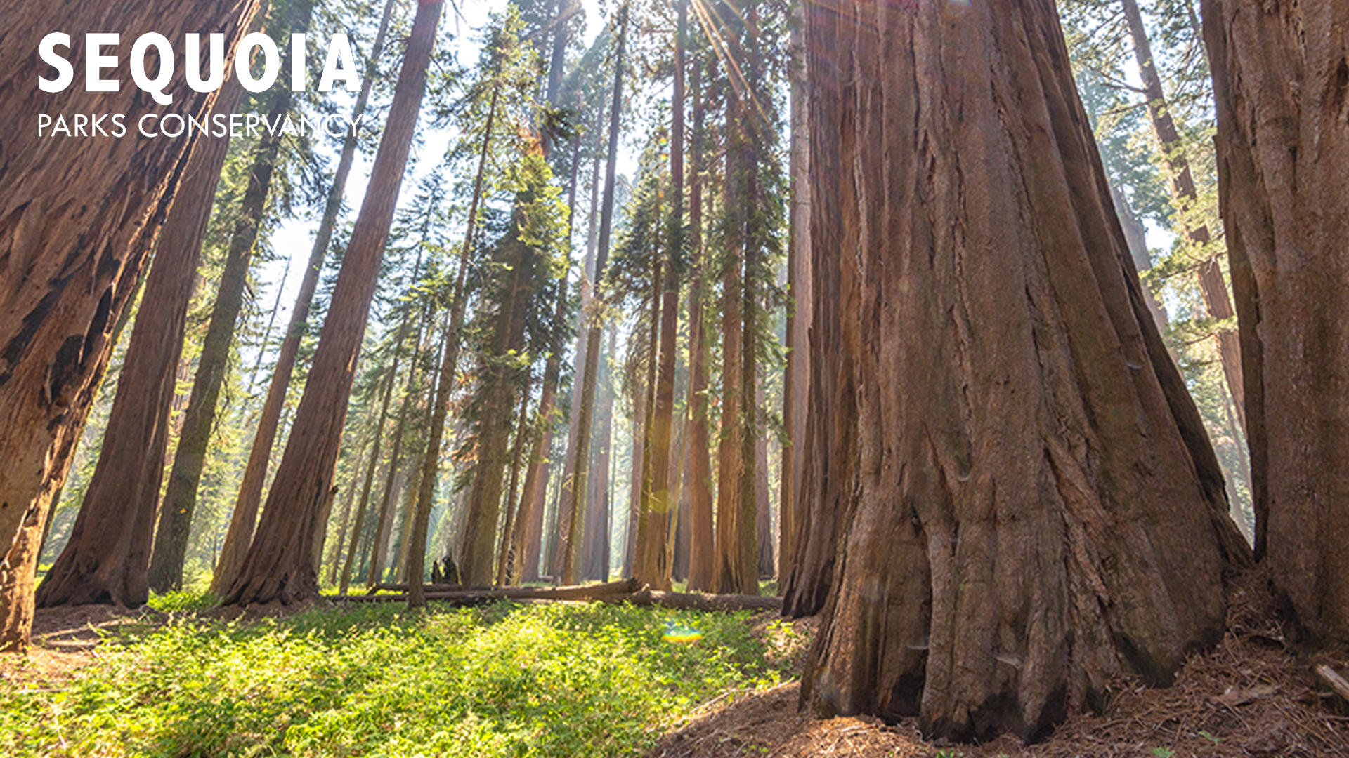 Sequoia Wallpapers