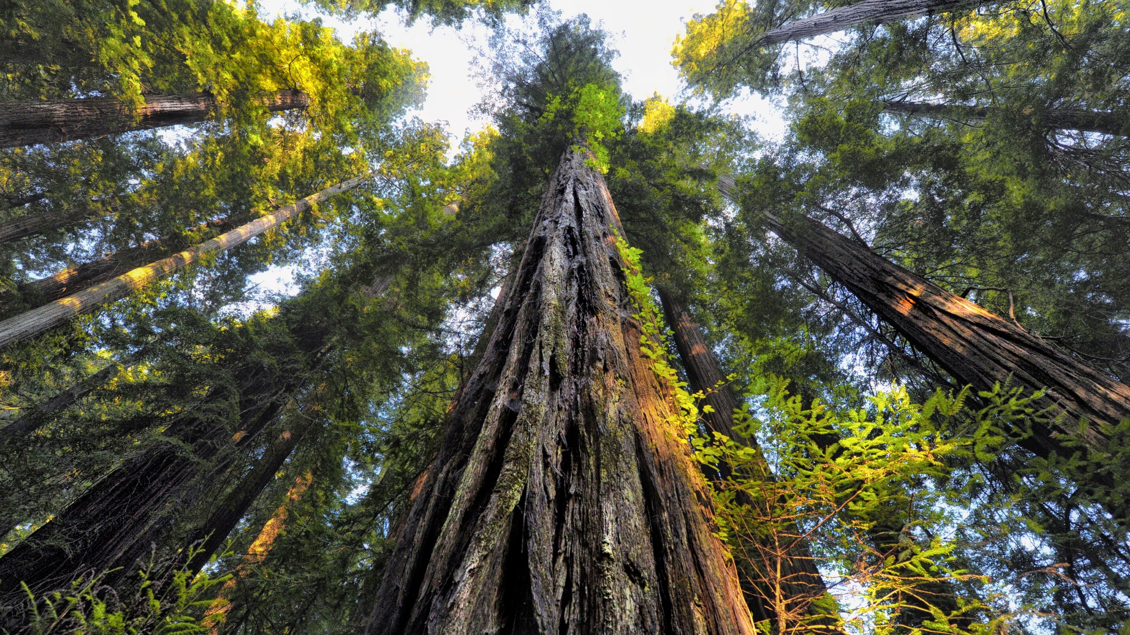 Sequoia Wallpapers