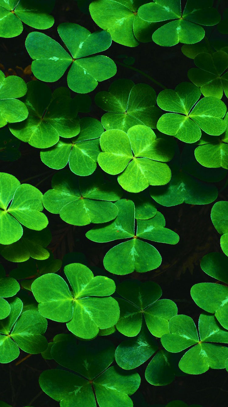 Shamrock Iphone Wallpapers