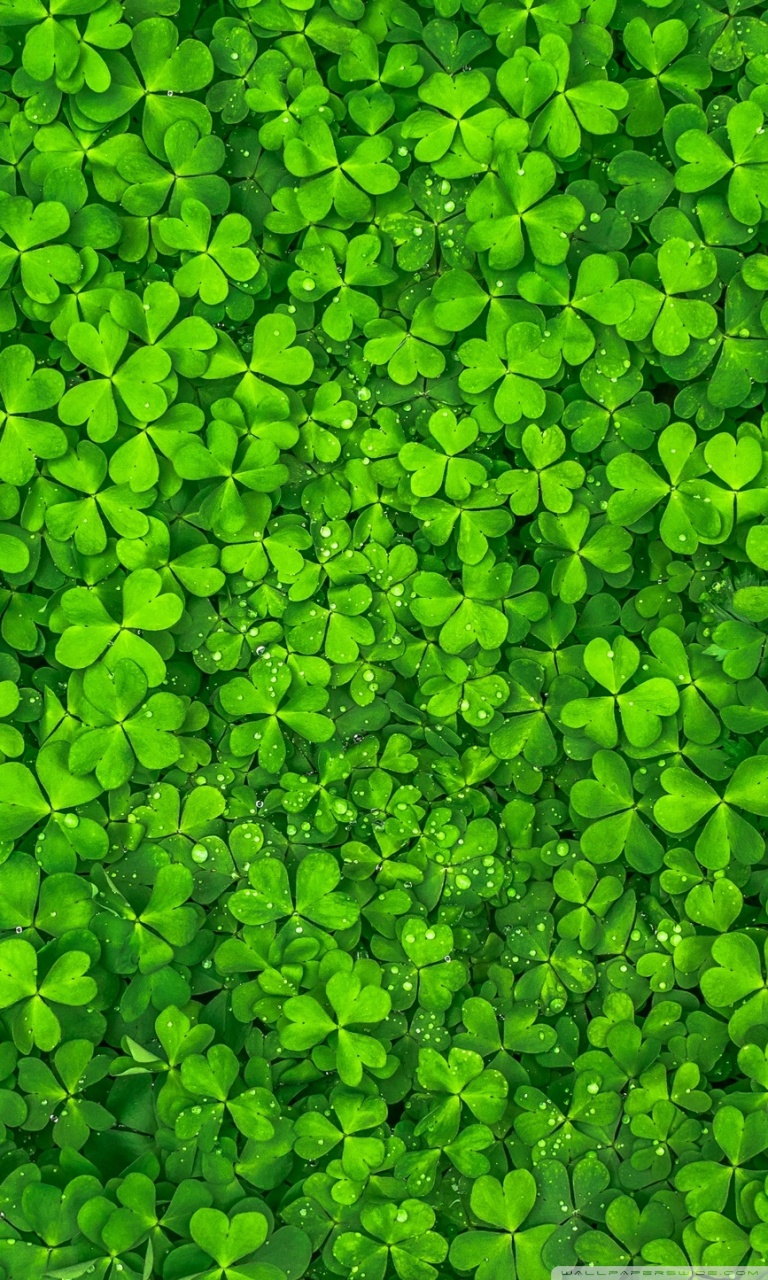 Shamrock Wallpapers