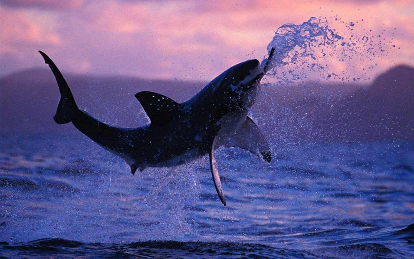 Shark Computer Wallpapers