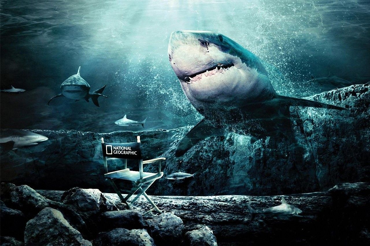 Shark Computer Wallpapers