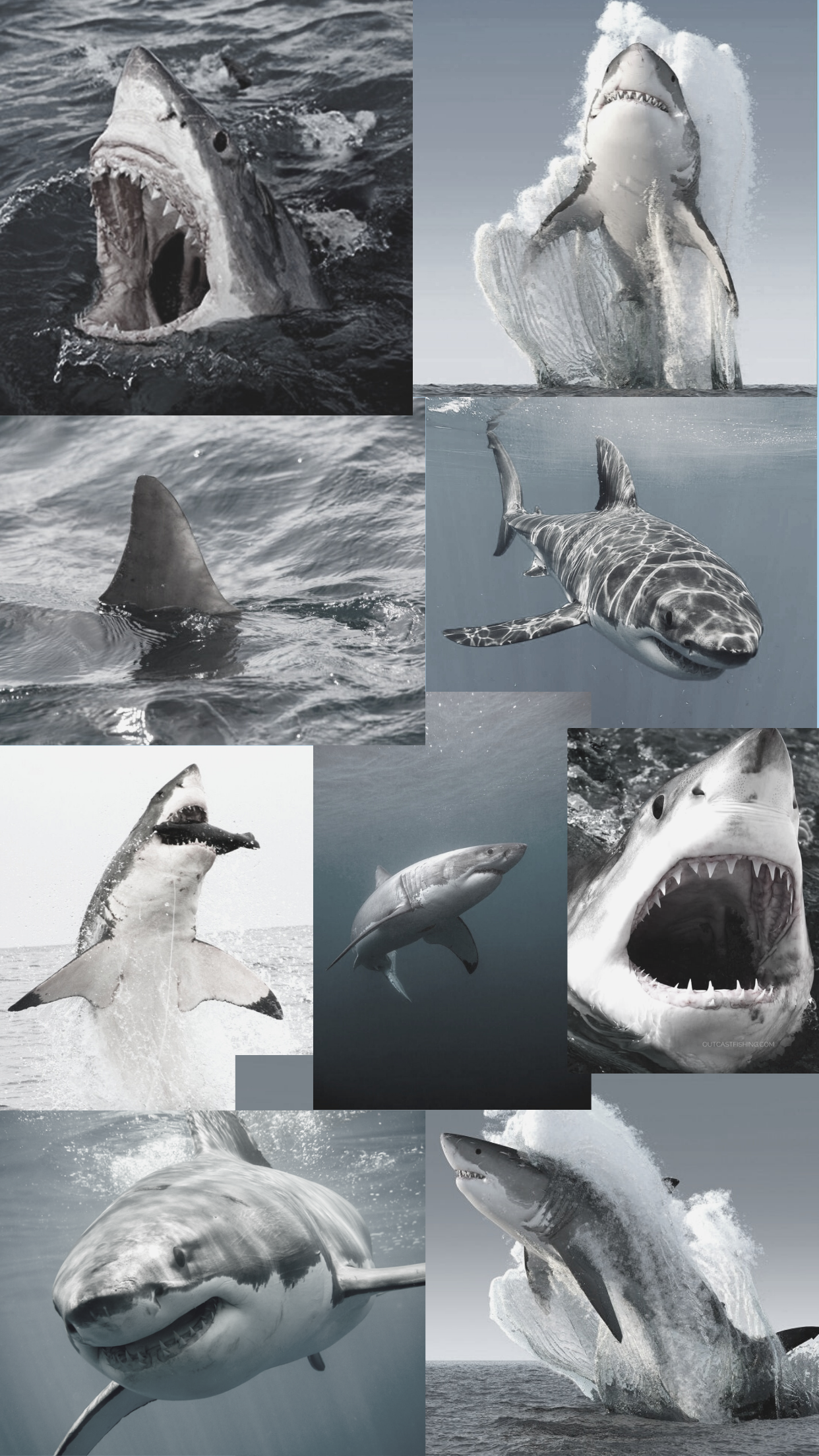 Shark Phone Wallpapers