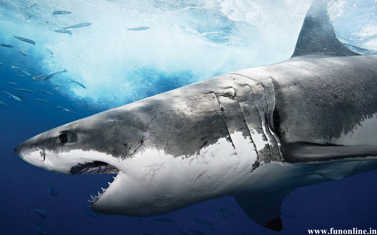 Sharks Scary Wallpapers