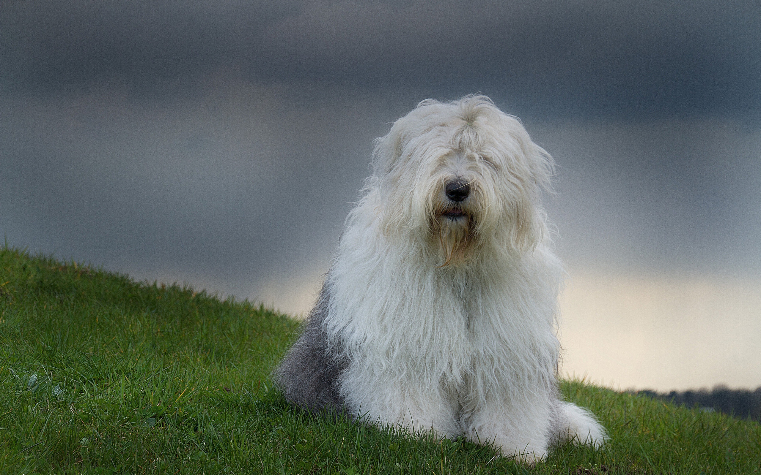 Sheepdog Wallpapers