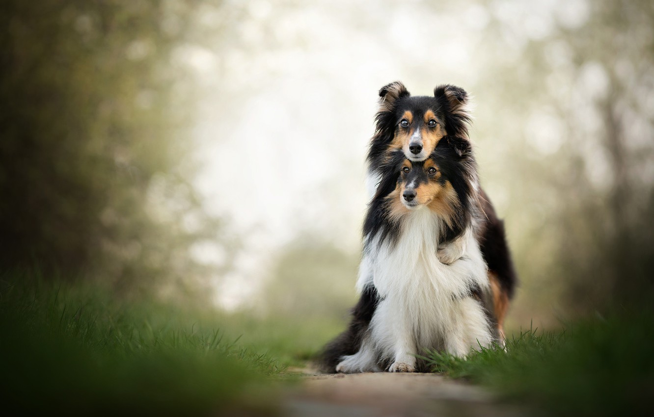 Sheepdog Wallpapers