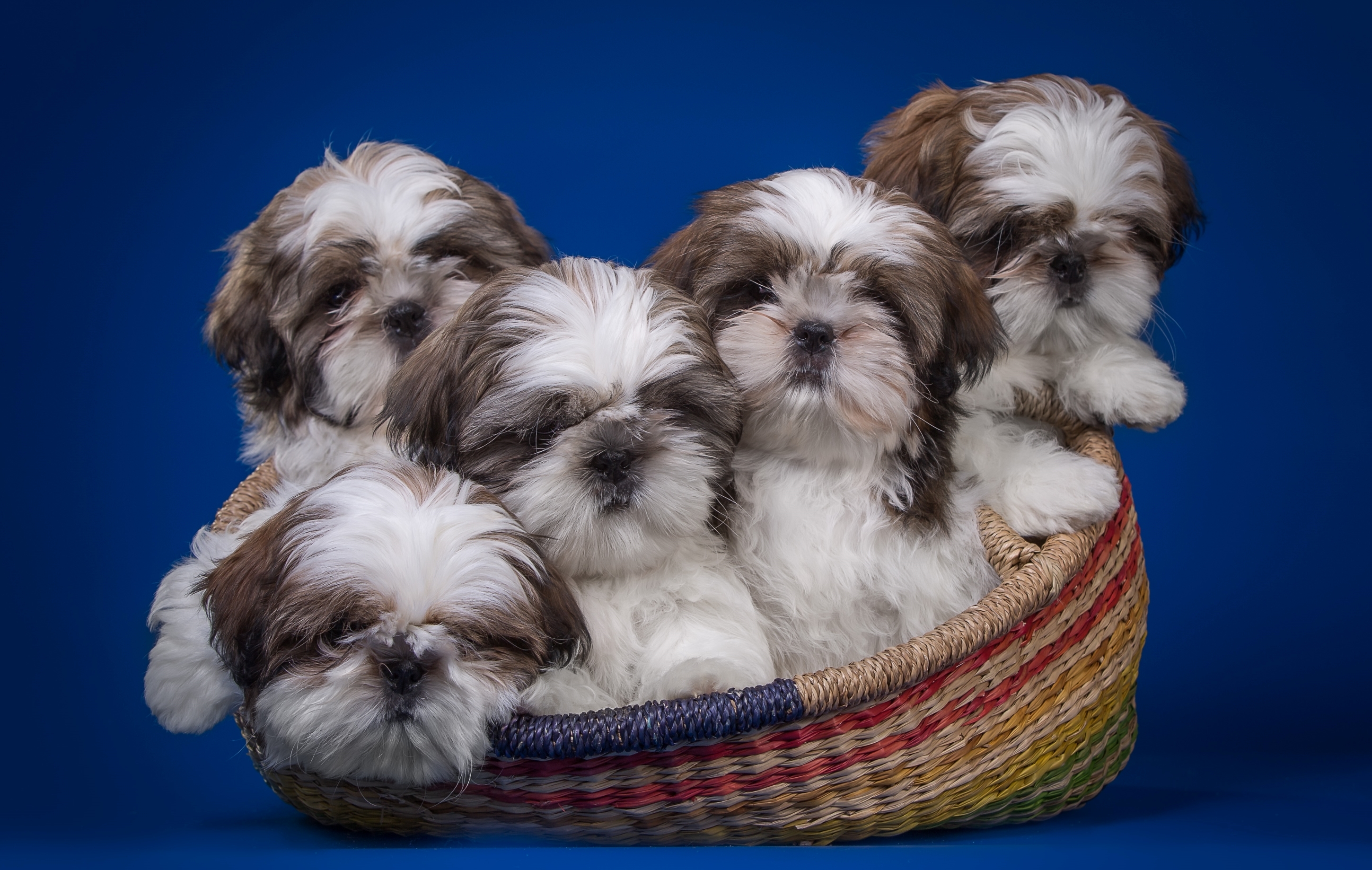 Shi Tzu Wallpapers