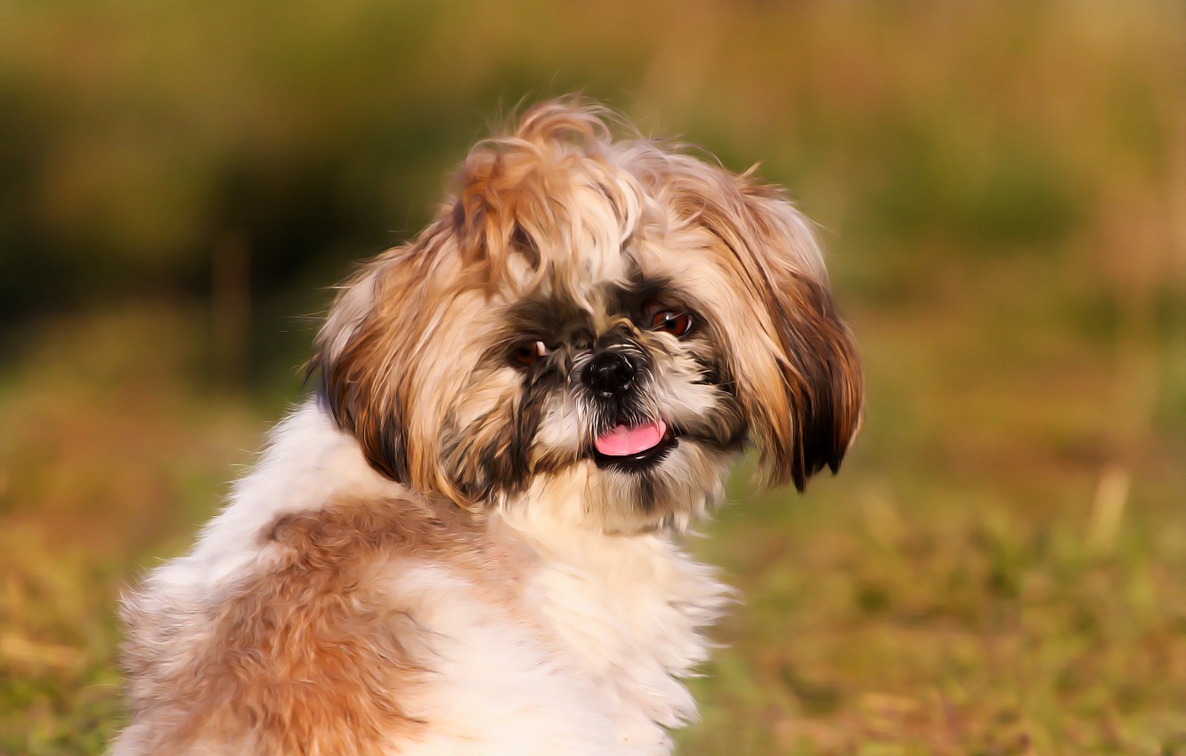 Shi Tzu Wallpapers