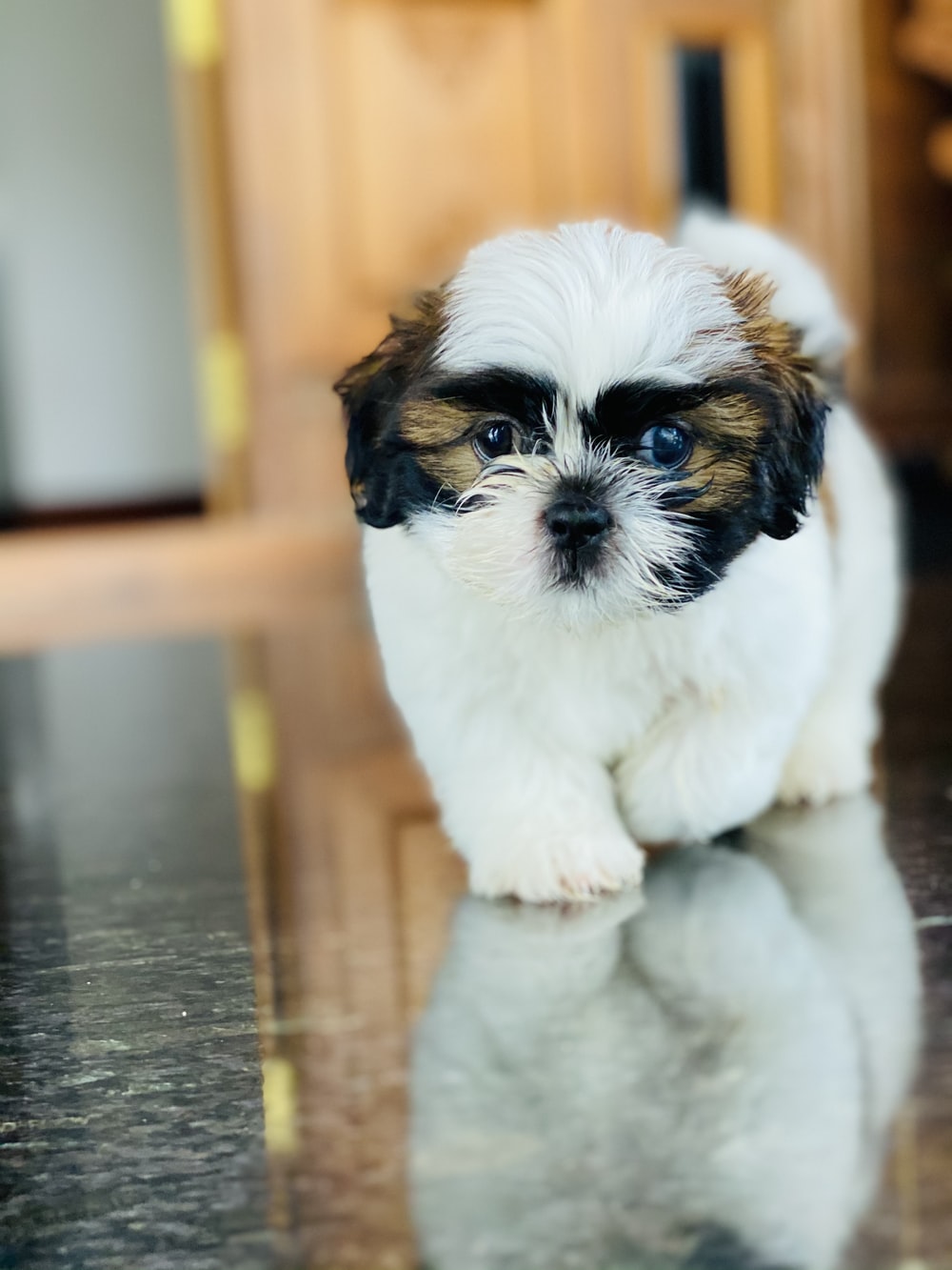 Shi Tzu Wallpapers