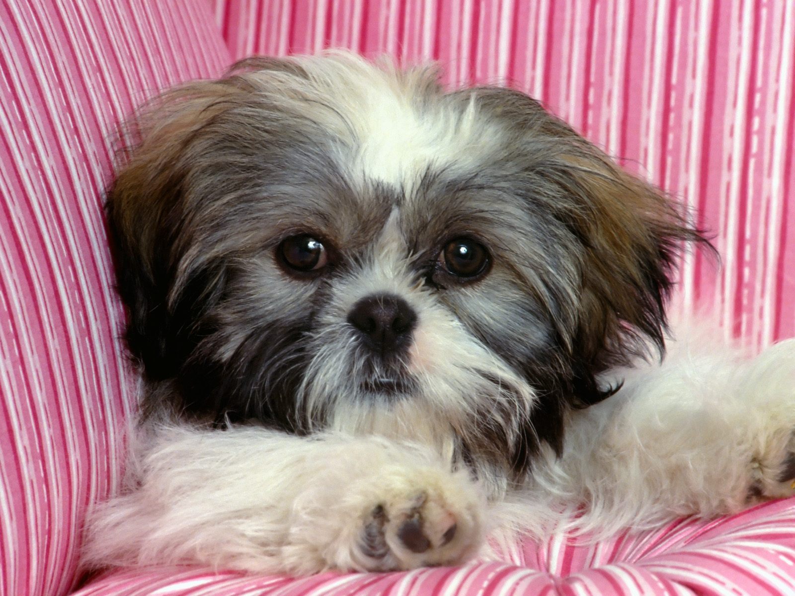 Shi Tzu Wallpapers