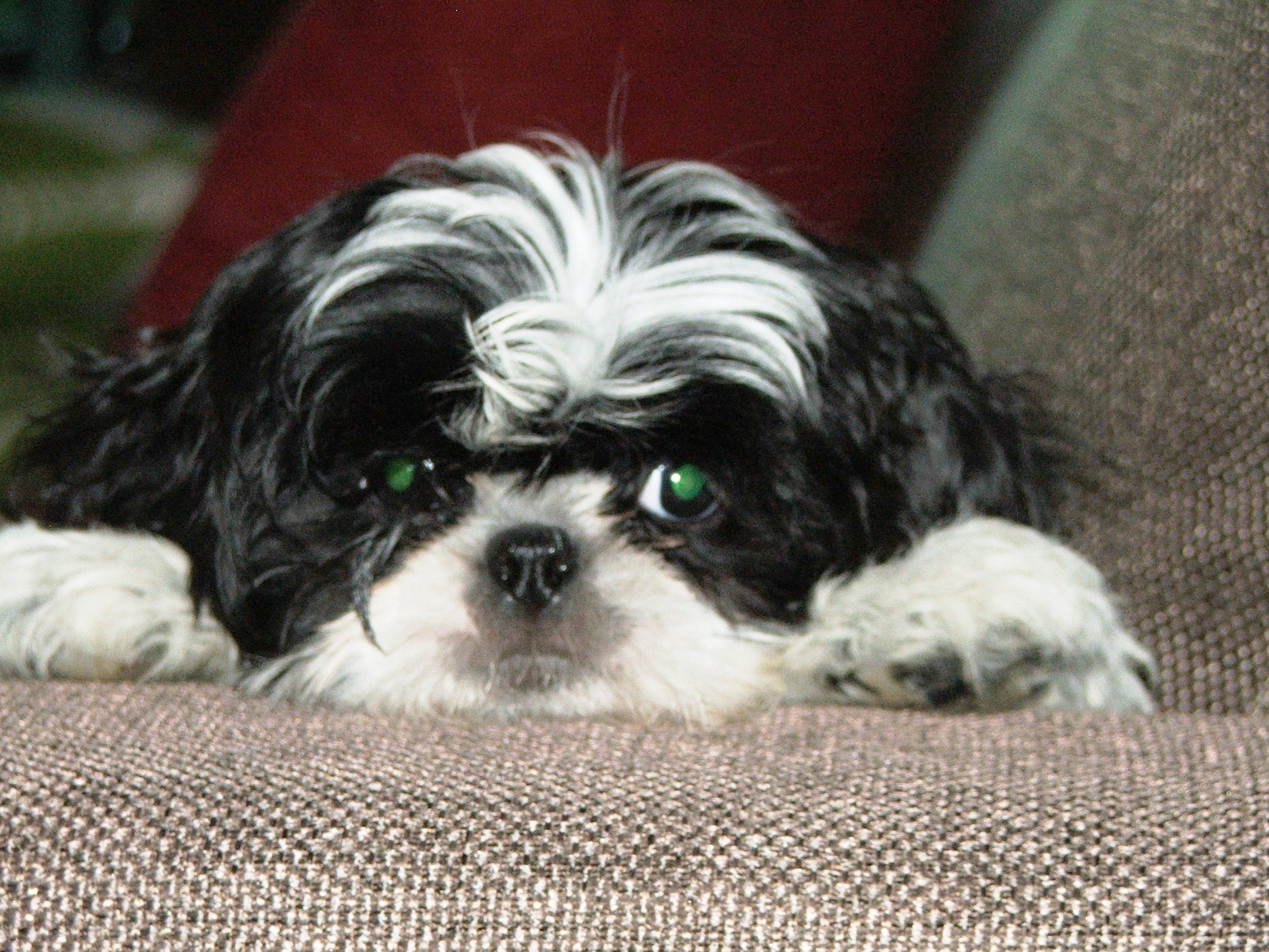 Shi Tzu Wallpapers