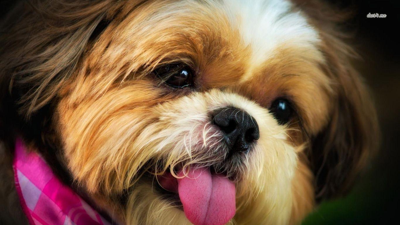 Shi Tzu Wallpapers