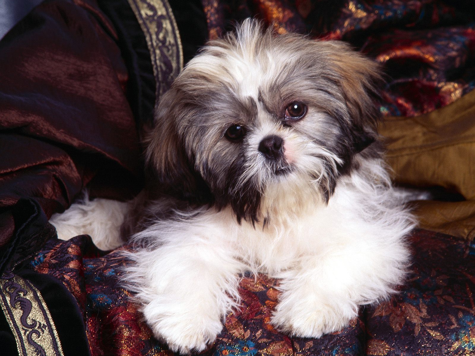 Shi Tzu Wallpapers