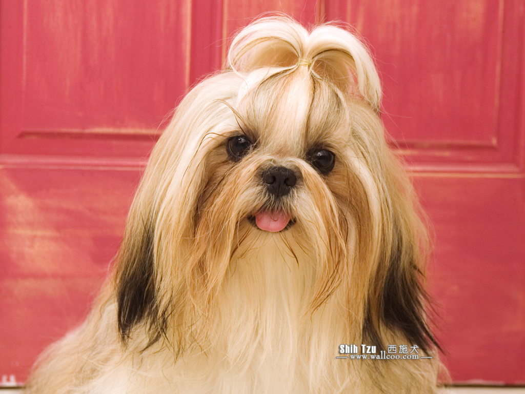 Shi Tzu Wallpapers