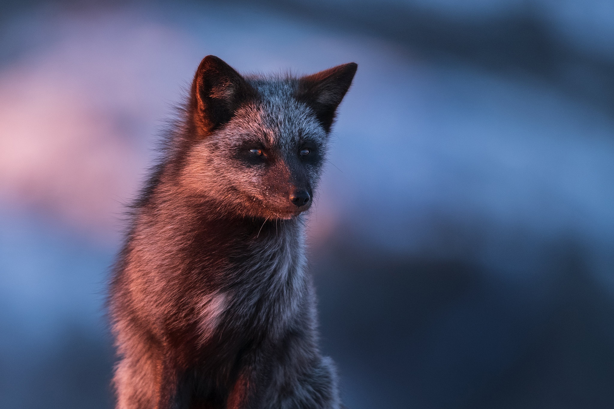 Silver Fox Wallpapers