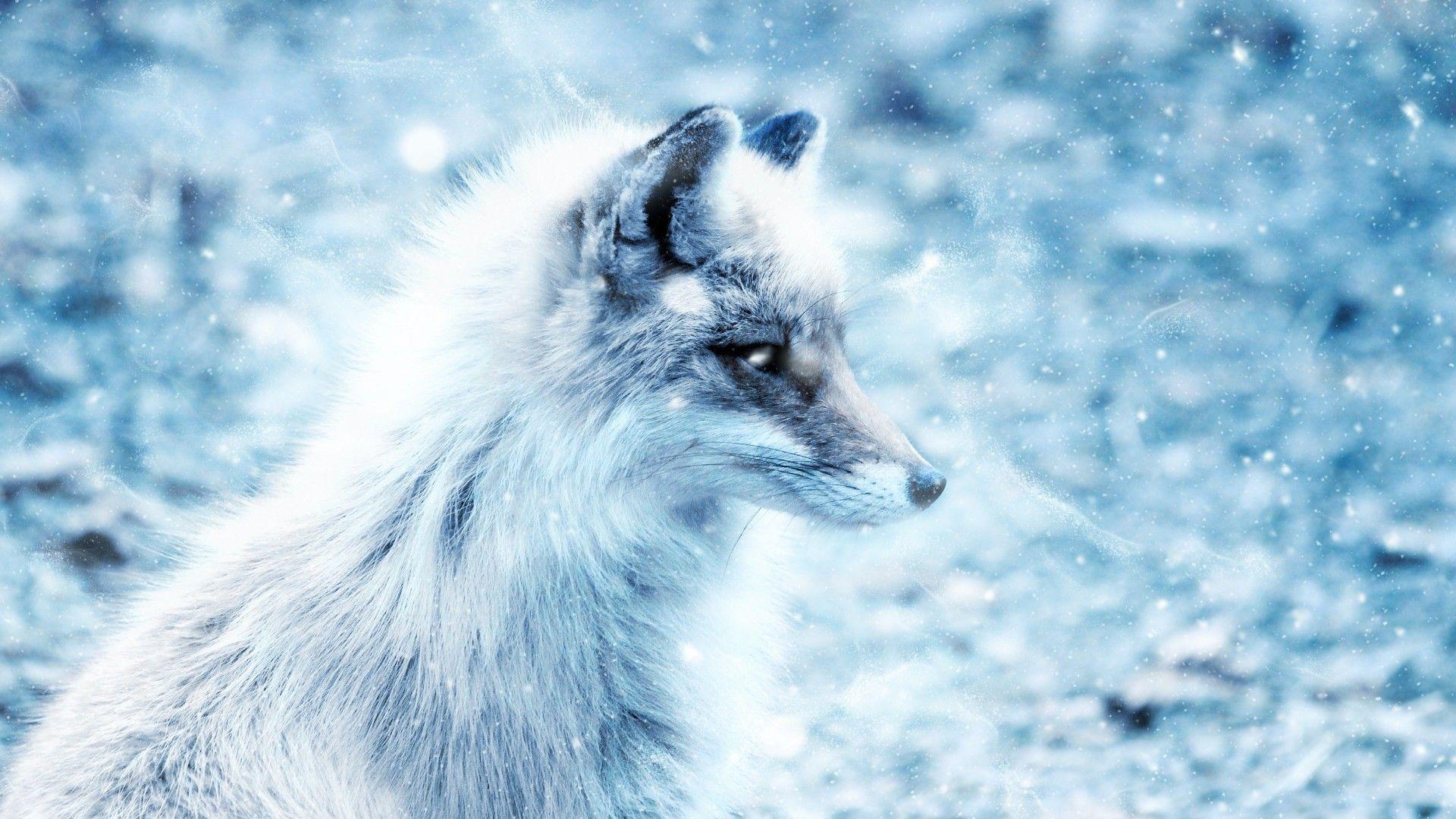 Silver Fox Wallpapers