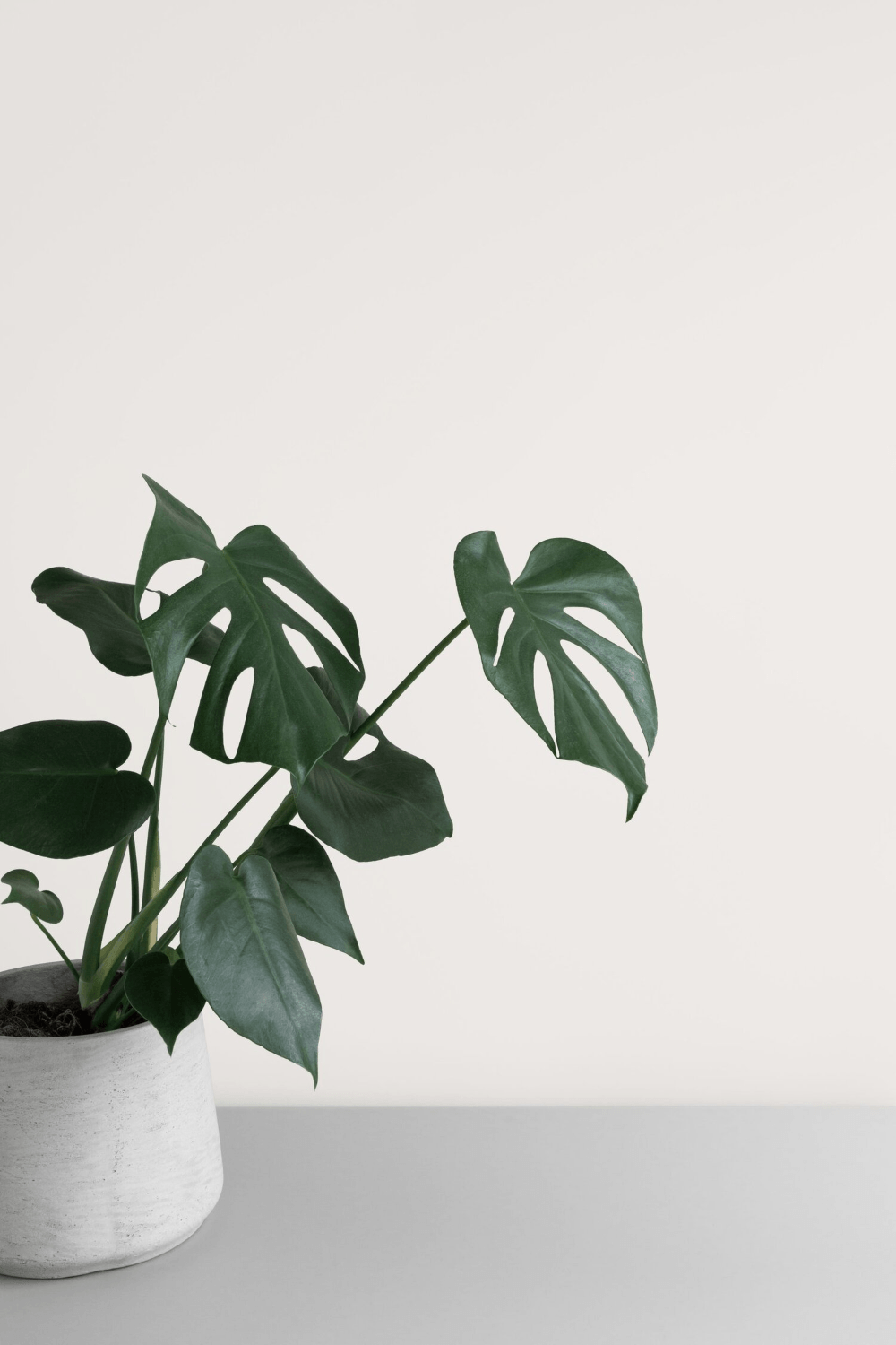 Simple Plant Wallpapers