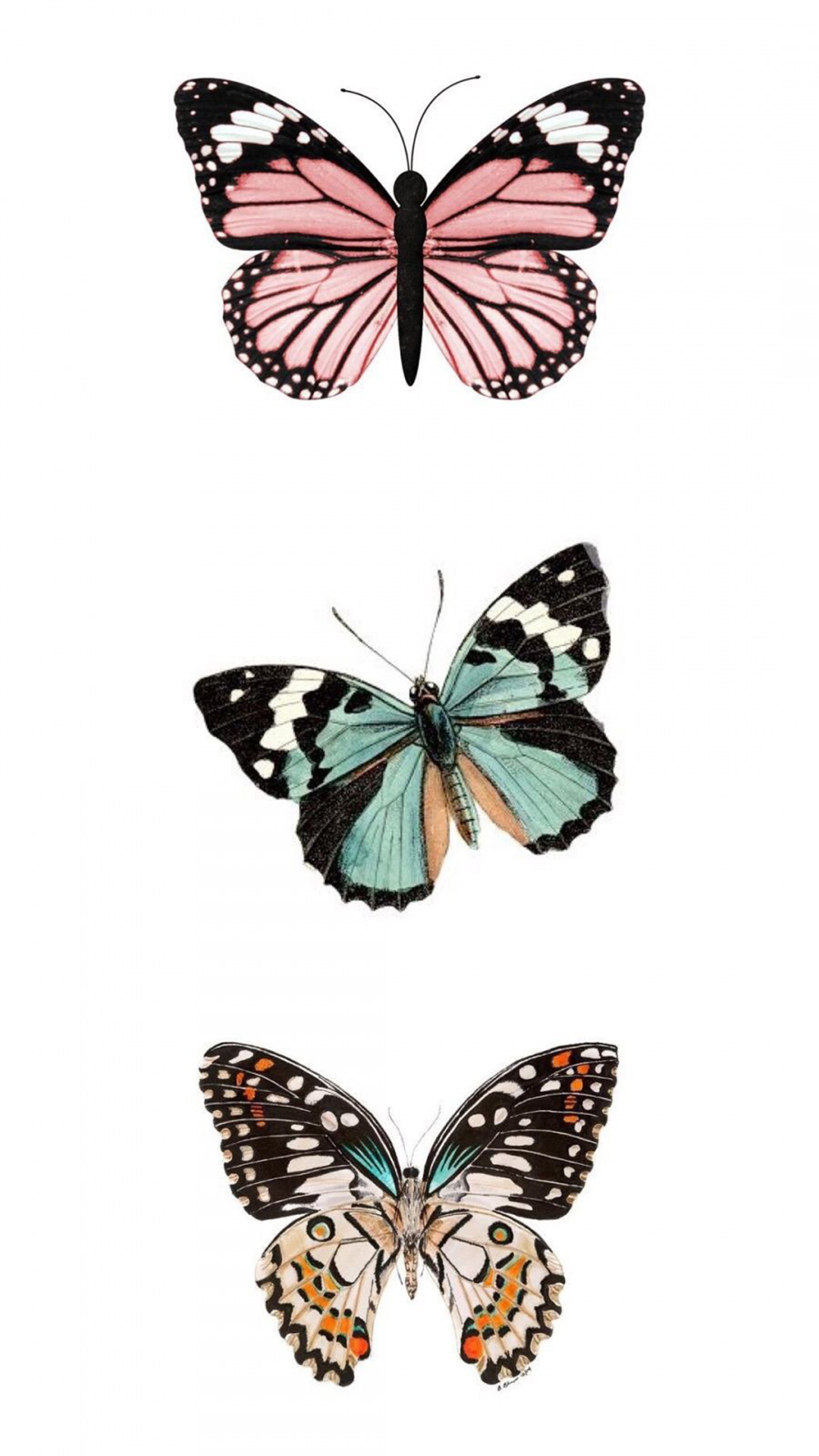 Single Butterfly Wallpapers